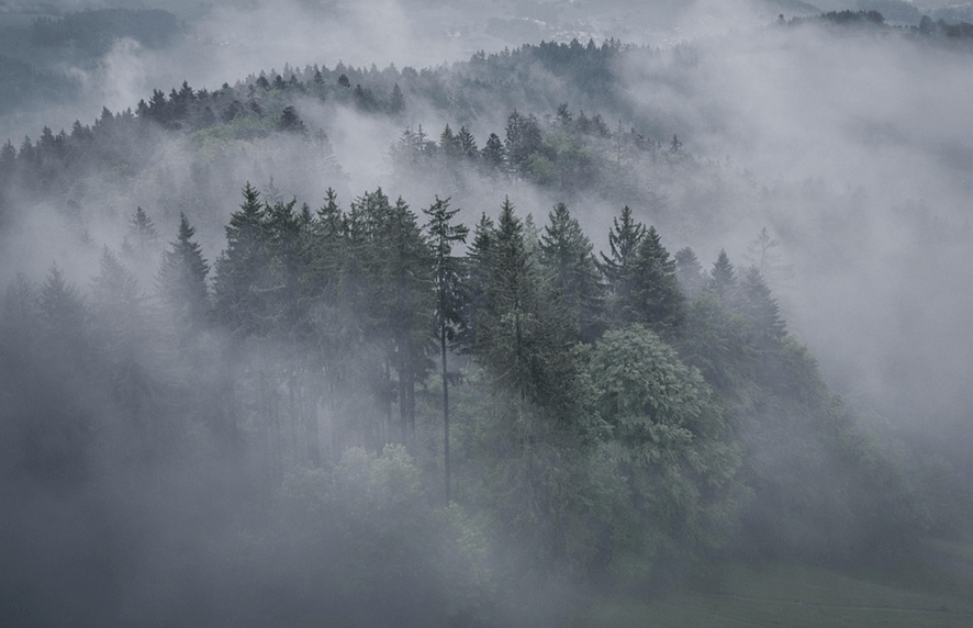 ¿Qué hacer si me pierdo en el bosque en un día nublado?