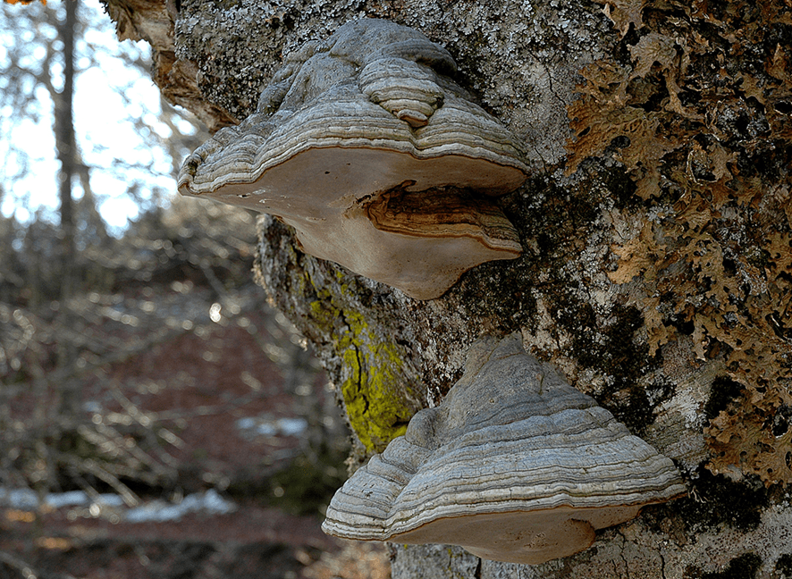 Hongos Yesqueros para Encender y Conservar Fuego