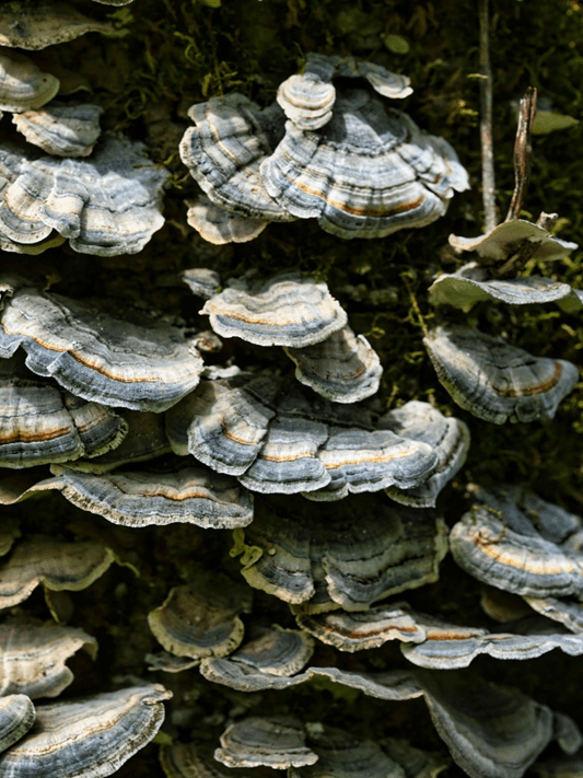 Hongo Útil: Trametes versicolor (Cola de Pavo)