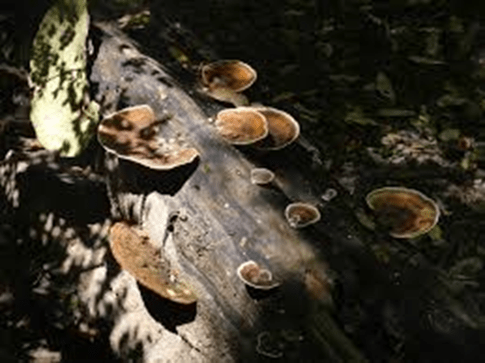 Hongo Peligroso: Stereum ostrea (Falsa Cola de Pavo)
