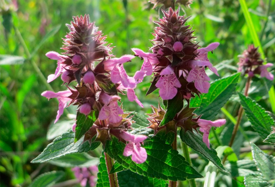 Herbolario de la Völva Tomo II 